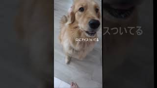 犬用アイスクリームをゴールデンレトリバーにあげた反応！ASMR #ショート #shorts