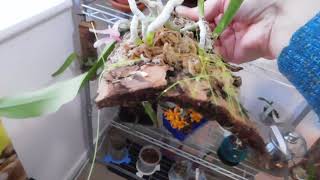 Update on my Dendrobium thyrsiflorum and orchid room changes