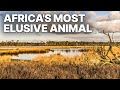 Africa's Most Elusive Animal | DOCUMENTARY