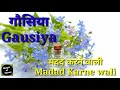 gausiya name status gausiya name meaning gausiya name whatsapp status magic of name