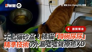 橘貓蹲碗尿尿　精準技術0外漏！噓噓聲超療癒XD｜寵物｜貓咪｜怪癖