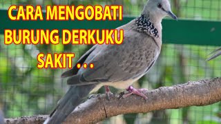 Cara Mengobati Burung Derkuku sakit