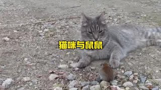 貓咪被戲耍#神奇動物在抖音 #內容啟發搜索