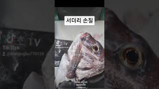 참돔  서더리 손질하기