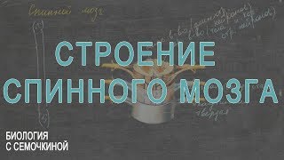 Строение спинного мозга