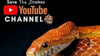 Amazing snakes in wildlife.Most Venomous snakes in World | Modern Dinosaurs.
