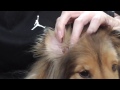 【可愛いシェルティ】犬の耳掃除。cute sheltie dog ear cleaning.