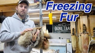 How To Freeze Fur (Fur Handling Tips)