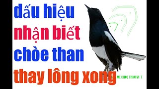 Mẹo Hay Nhận Biết Chòe Than Đã Xong Lông Đơn Giản Cho Anh Em Đam Mê Chòe Than