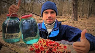 ЗАЙШОВ В ЛІС А ТАМ ПОВНО ГРИБІВ!!! РОСТУТЬ ПРЯМО НА ДЕРЕВАХ!!!