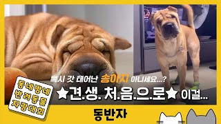 [동반자] '갓 태어난 송아지st' 견생 처음 신발 신은 강아지 / YTN