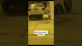 Kesiciye giren köpek😅😅😅 #keşfetbeniöneçıkar #keşfetteyiz #keşfetedüş #keşfet #keşfetbeniöneçıkar