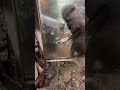 踊るカワウソ　 伊豆シャボテン動物公園