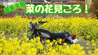 381.【渥美半島】菜の花見ごろになりました！2025.2/10現在【SR400】