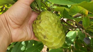 Custard Apple/Cherimoya - Mango - White/Black Sapote - Mulberry - Coffee - Loquat - Persimmon Update