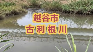 ついでの小物釣りに古利根川へ　小鮒、鯉っ子　Smallfishing  Ｍicrofishing