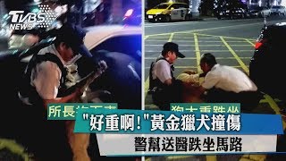 「好重啊！」黃金獵犬撞傷　警幫送醫跌坐馬路