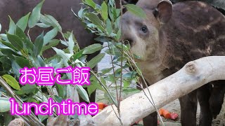 アメリカバク親子のランチタイム　American tapir parent and child lunch time