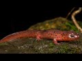 Delaware Riverkeeper Network video Salamander Search