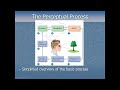 sensation and perception introduction pt1 the perceptual process