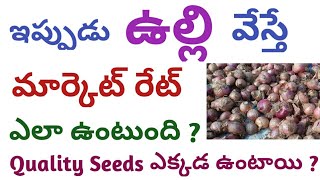 ఇప్పుడు ఉల్లి వేస్తే మార్కెట్ రేట్ ఎలా ఉంటుంది ? Quality Onion Seeds