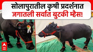 Solapur Radha Buffalo | सोलापुरातील कृषी प्रदर्शनात जगातली सर्वात बुटकी राधा म्हैस खातेय भाव