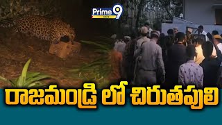 రాజమండ్రి లో చిరుతపులి | Rajahmundry | Prime9 News