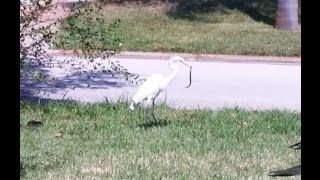 Egret eats snake