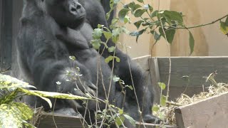 Kintaro approaches without being discouraged by Papa's punch [Kyoto City Zoo]