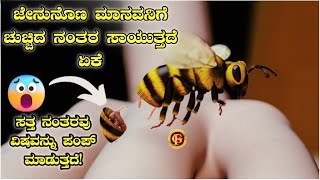 Gfactaar why Do Bees Die when They stinig | Why Bees Don't Survive After Stinging You Gfacts