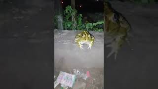 frog 🐸 funny video ব্যাঙের মজাদার ভিডিও #ব্যাঙ #frog