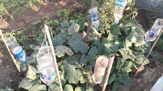 Drip Irrigation टपक system by Namdev Sinha