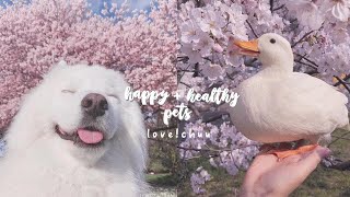 happy + healthy pets 🐾 subliminal