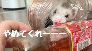 顎の力が凄いこはだ（フェレット）くっちゃんとこはだ