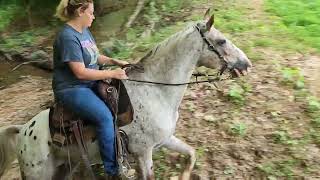 Dante' gaited walkaloosa gelding for sale in Kentucky