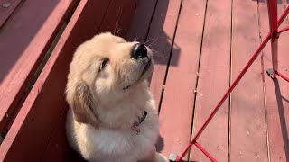 골든리트리버에게 마당이 필요한 이유 (안나 드디어 마당에 나오다!) The reason why Golden Retriever needs a yard (ENG SUB)