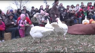 How we serve turkeys for Thanksgiving