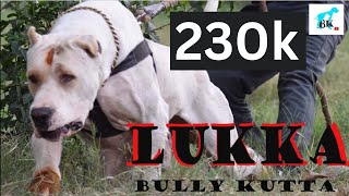 sheru bully kutta