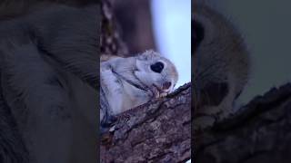 Cute munching close-up 😊 #shiberianflyingsquirrel #cute