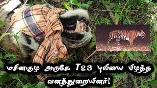 #T23 | மசினகுடி அருகே T23 ஆட்கொல்லி புலியை பிடித்த வனத்துறையினர்