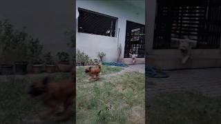 dog running | kutta wala | dog video | dogs | dogs funny videos | kukur | dog sounds #shorts