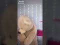 Rebekah Wing TikTok-Video!💜💜 | Fluffy . bekki