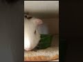 Cute guinea pig eating bread 🍞 😋