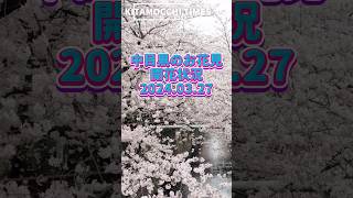 中目黒のお花見開花情報　2024年3月27日　昼1時頃も屋台も一部あるけど元々テラス席のある店が人気でした