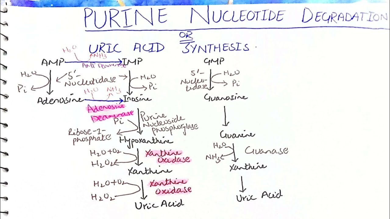 Purine Nucleotide Degradation| Uric Acid Synthesis #biochemistry #mbbs ...