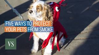 Five ways to protect your pets from smoke