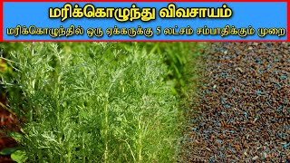 🔸மரிக்கொழுந்தில் ஒரு ஏக்கருக்கு 5 லட்சம் சம்பாதிக்கும் முறை🔸சிறப்பான முறையில் மரிக்கொழுந்து விவசாயம்