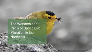 The Wonders and Perils of Spring Bird Migration in the Northeast