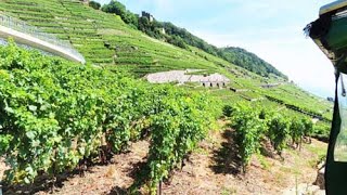 Lavaux, Switzerland Terraced Vineyards