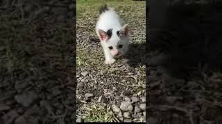 Cute Kittens || Kitty Walking Around